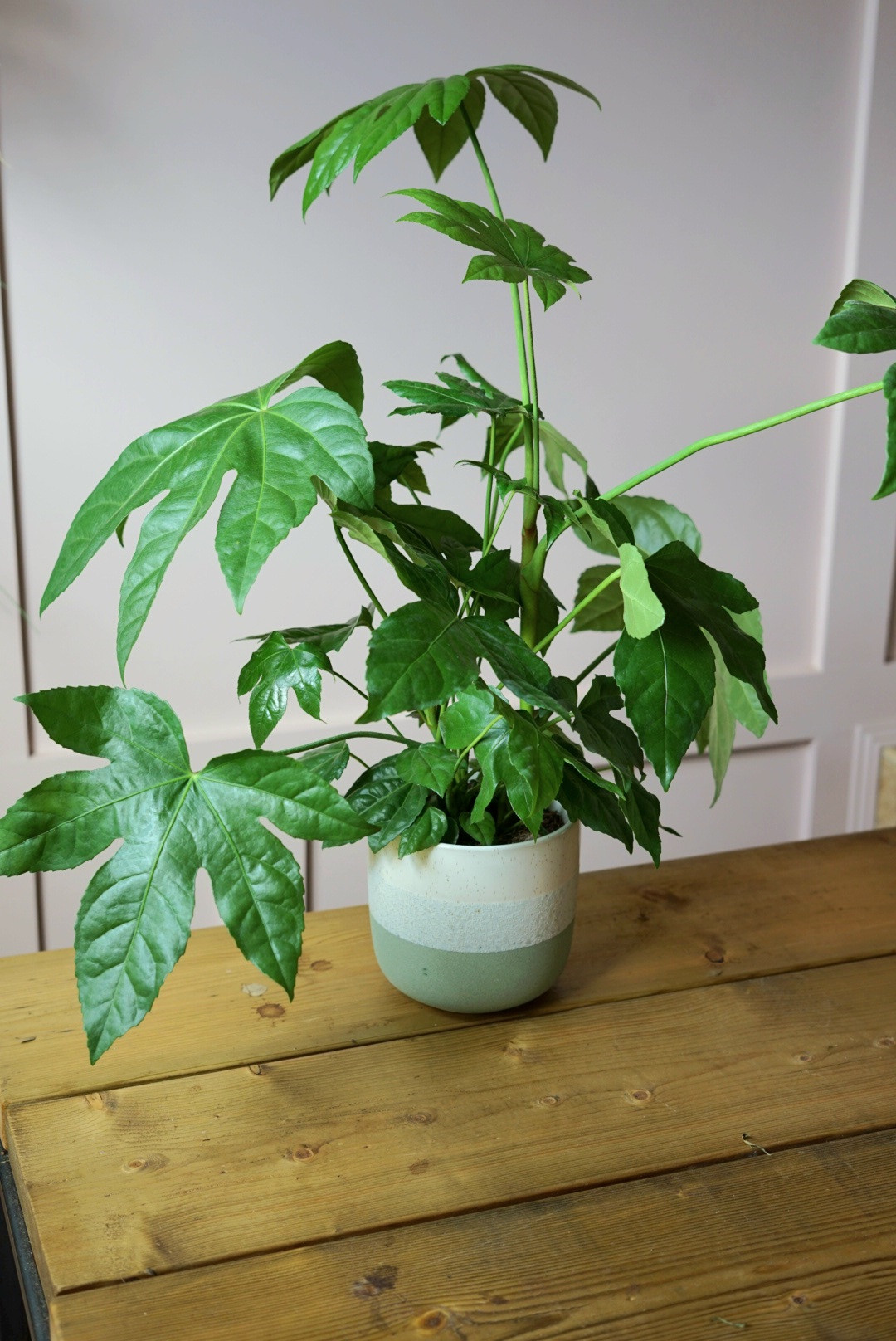 Fatsia Japonica in Ceramic Pot