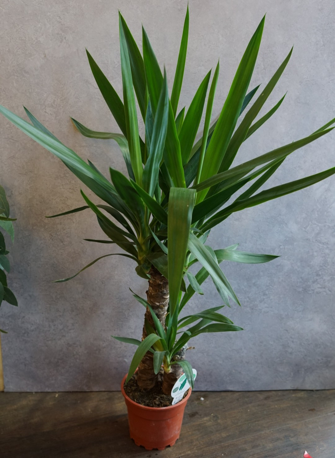 Yucca 90cm