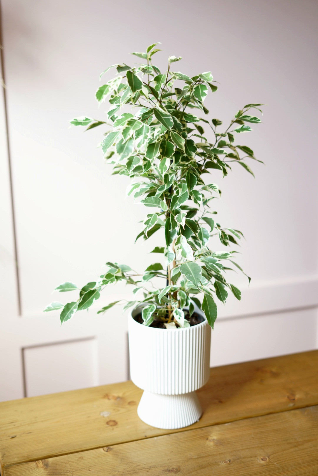 Ficus Benjamina in Ceramic Pot