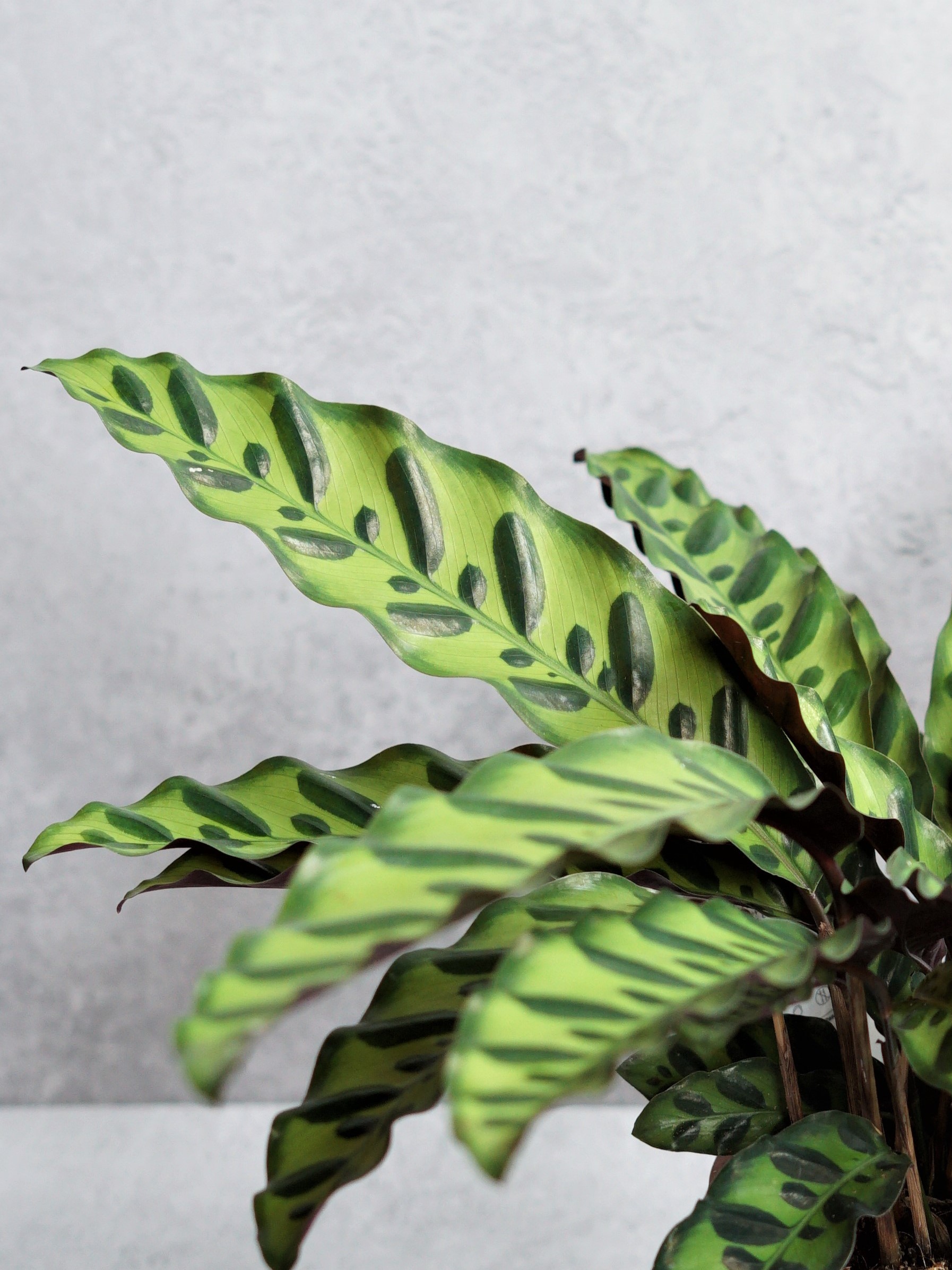 Ficus Elastica in Ceramic
