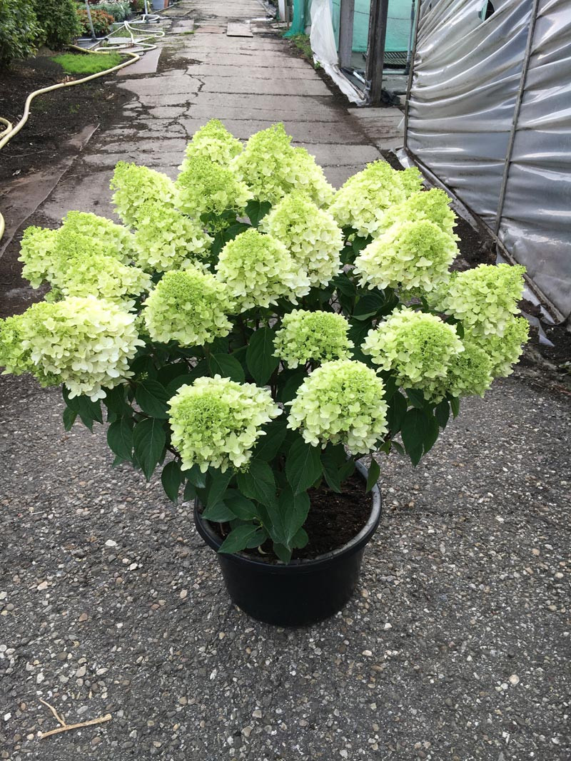 Hydrangea Skyfall Plant