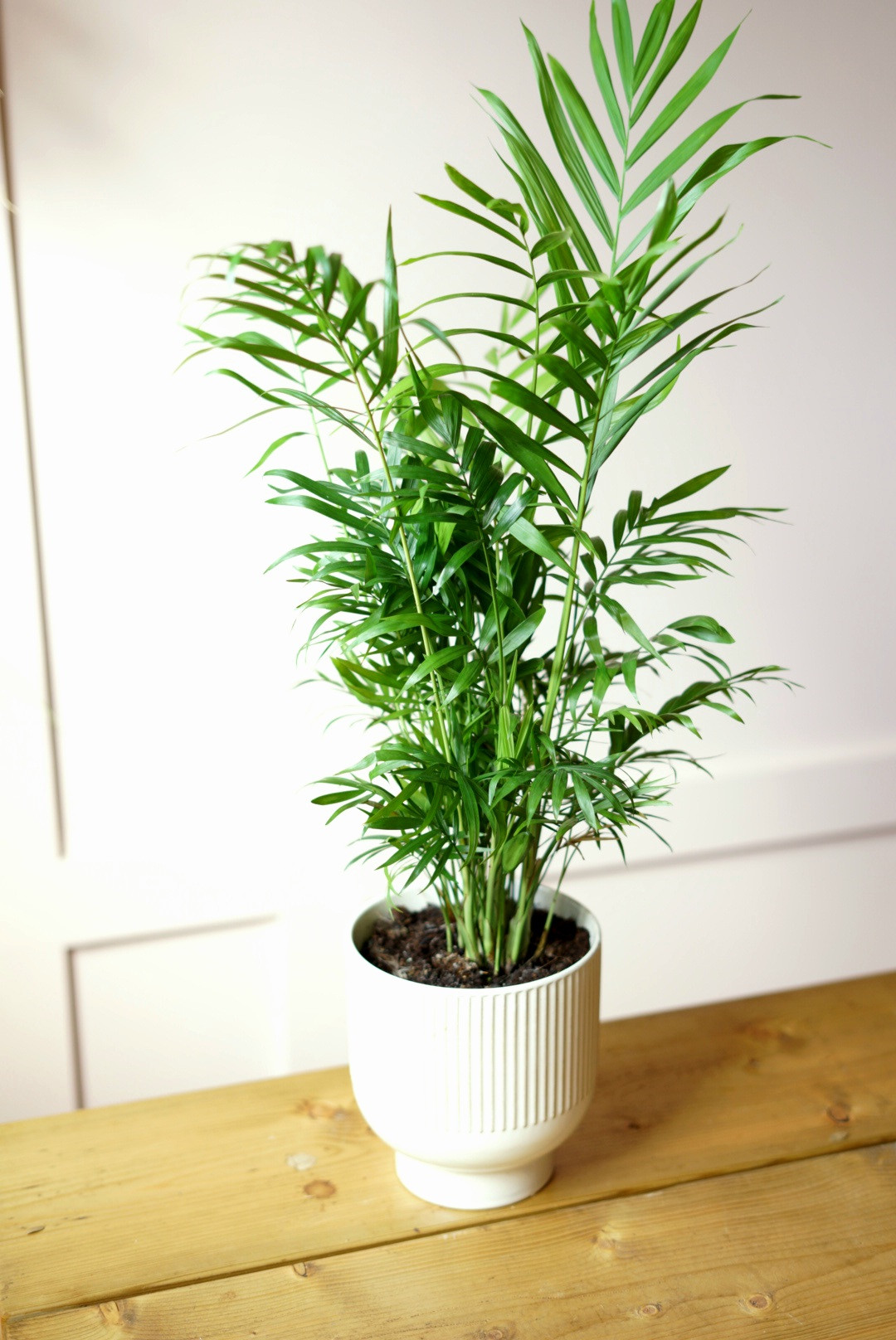 60cm Palm in Ceramic pot