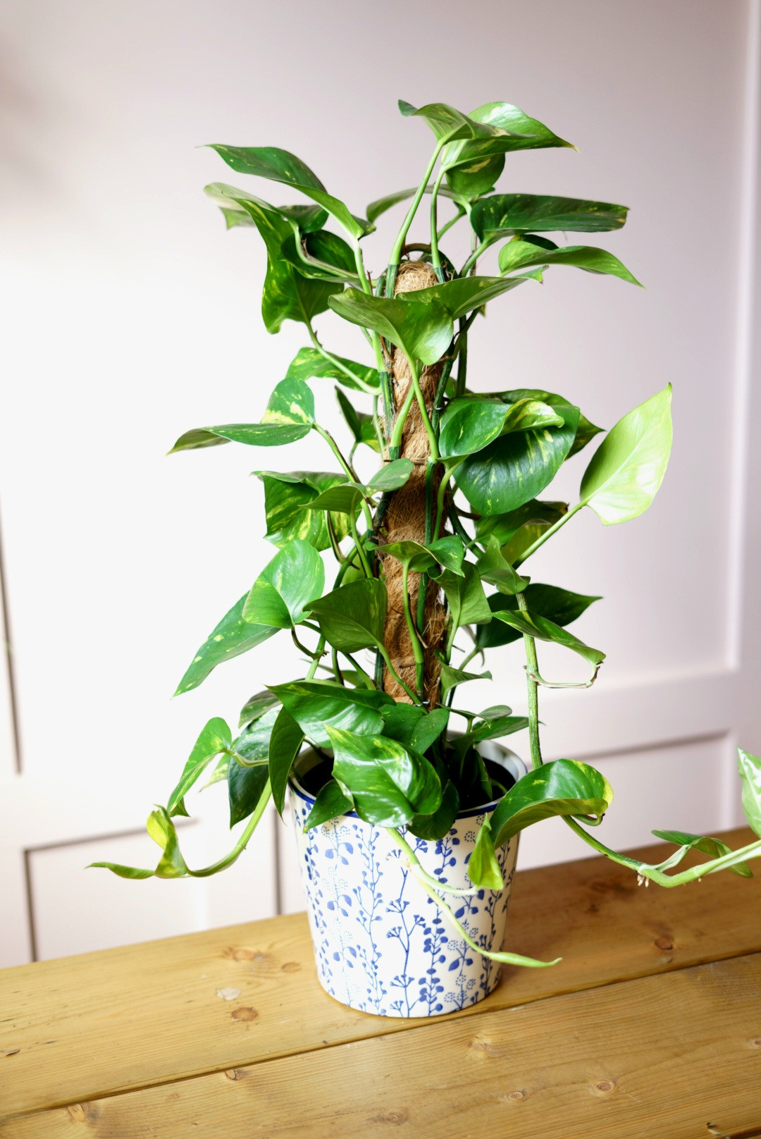 80cm Pothos in Ceramic Pot