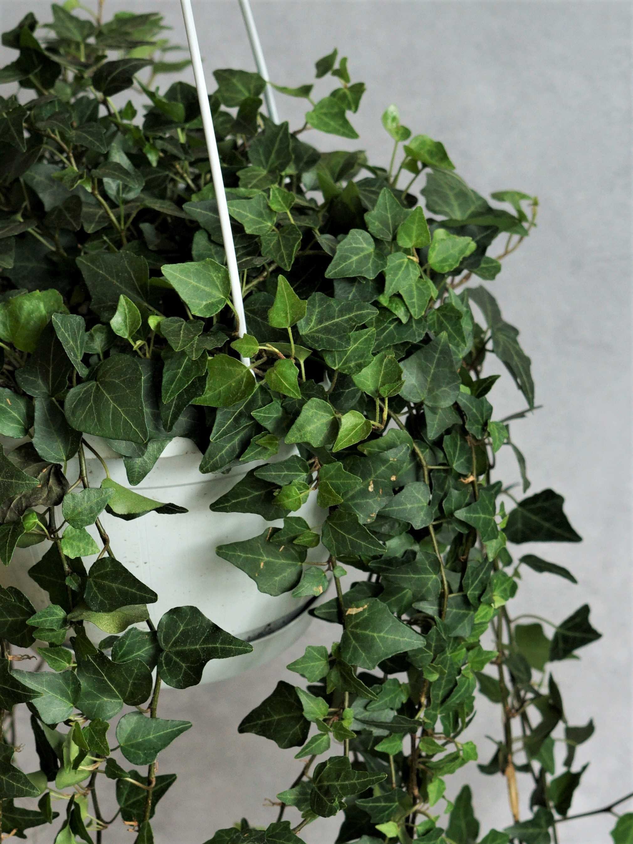 Hanging Ivy 100cm