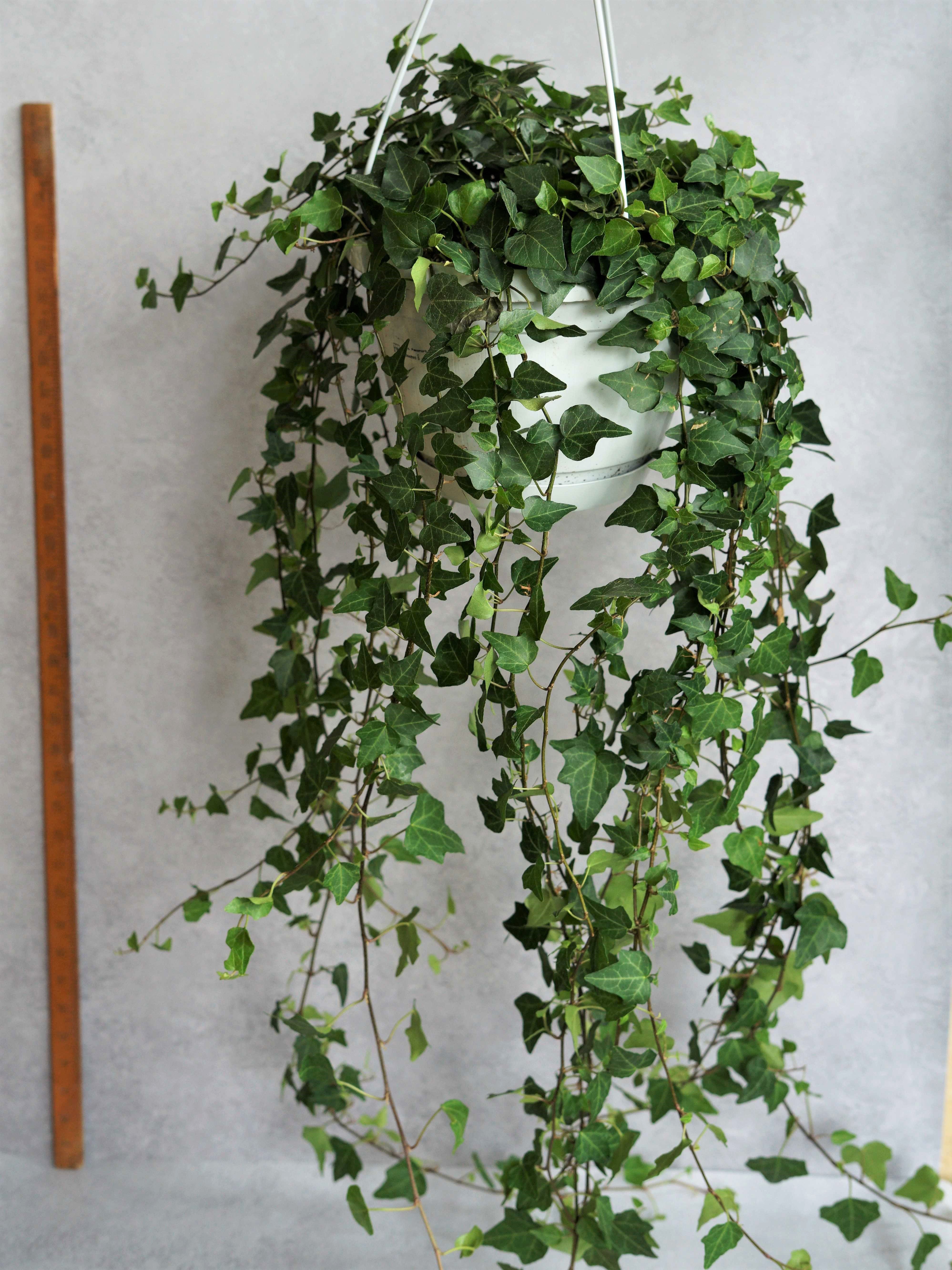 Hanging Ivy 100cm