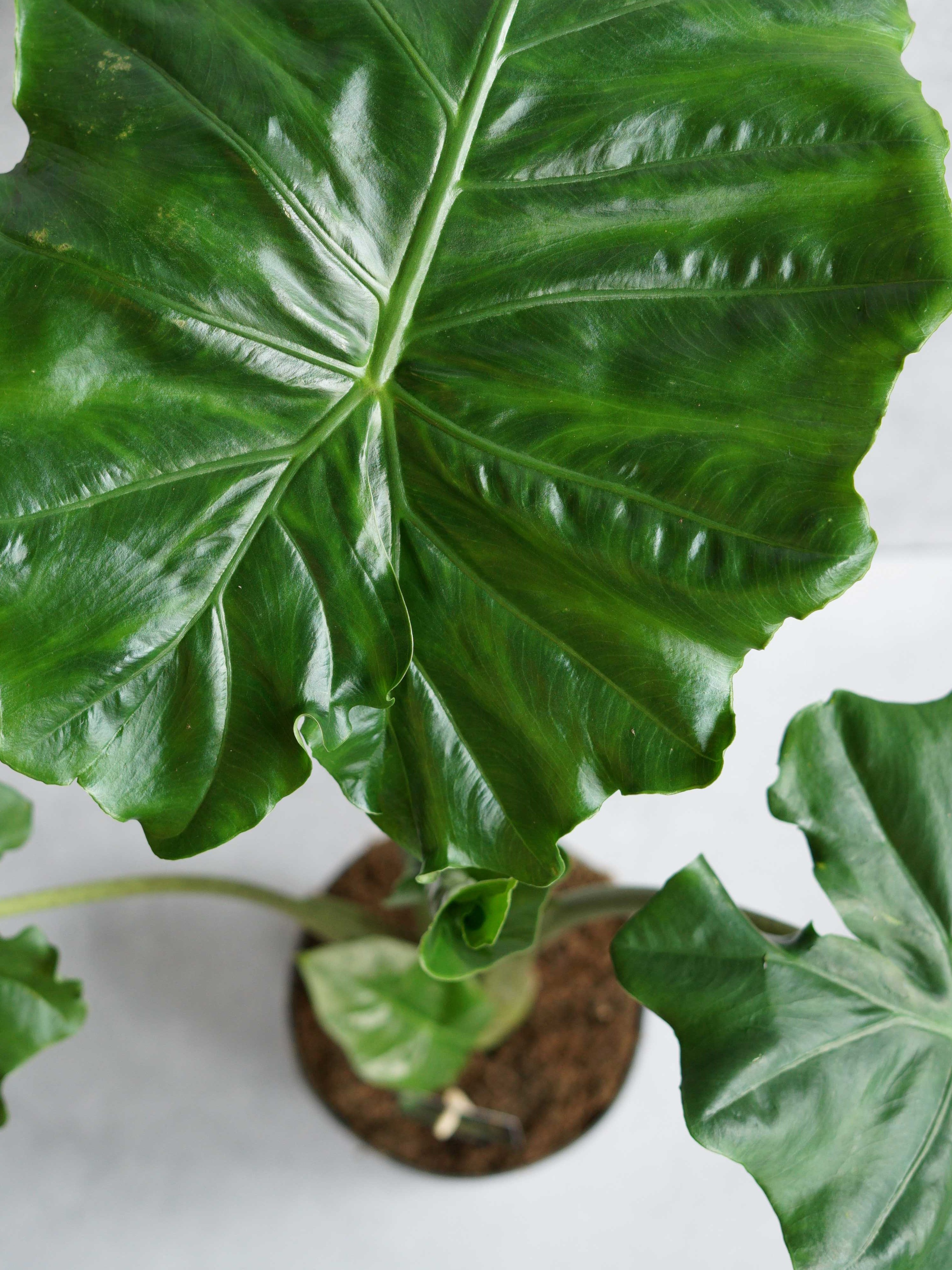 Alocasia Portodora 70cm