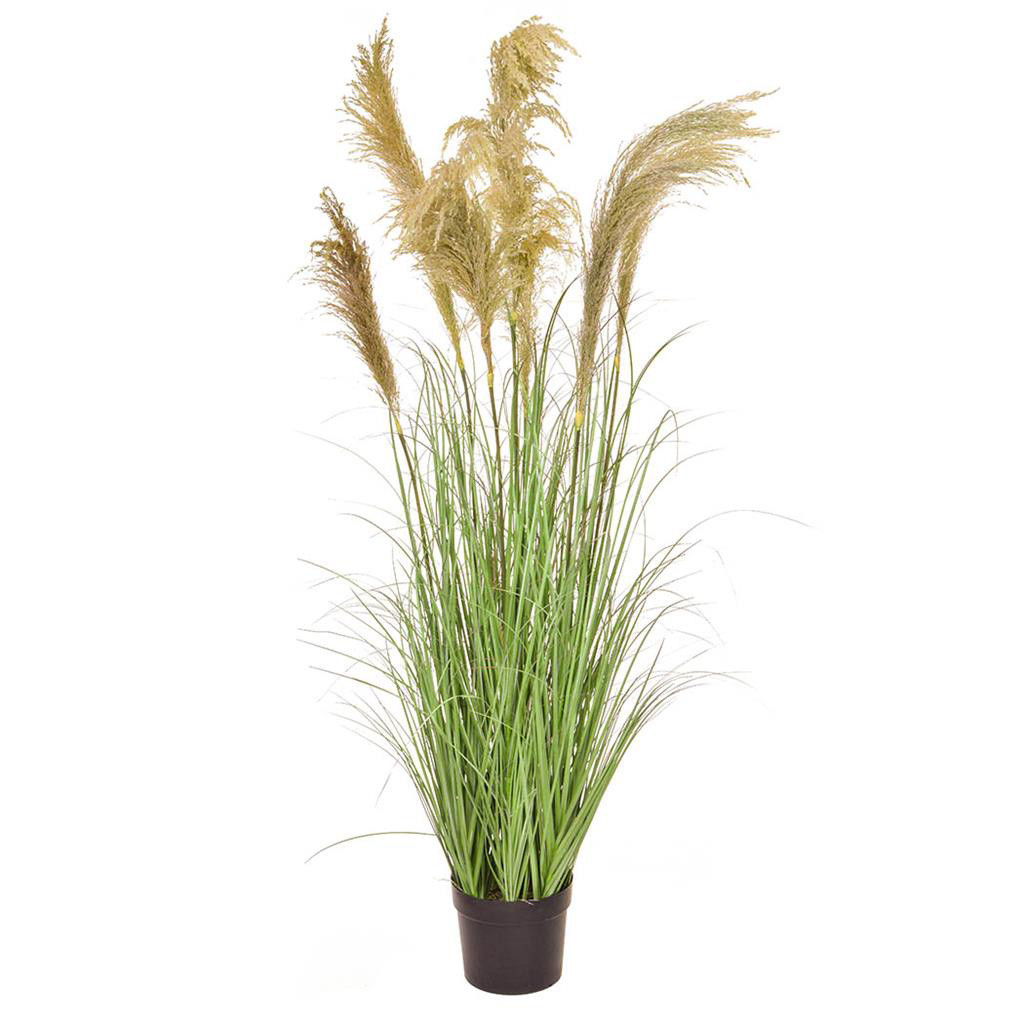 170cm Reed Grass
