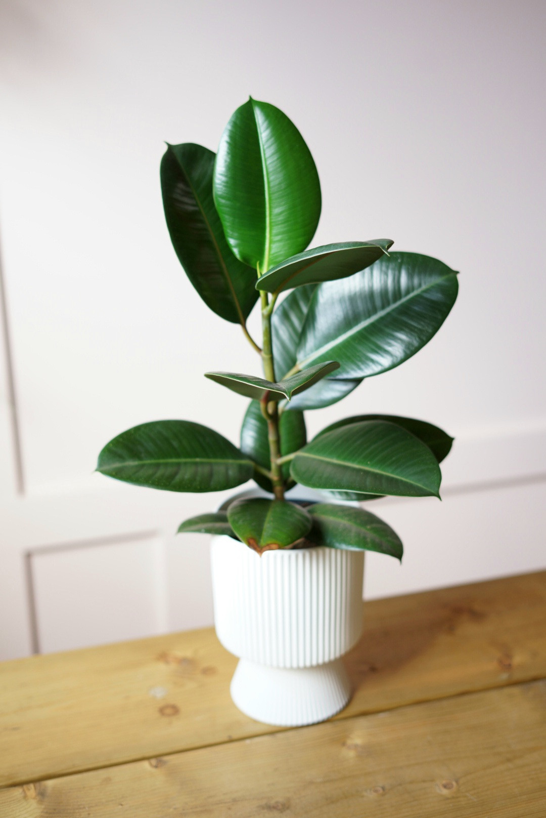 Ficus Elastica in Ceramic