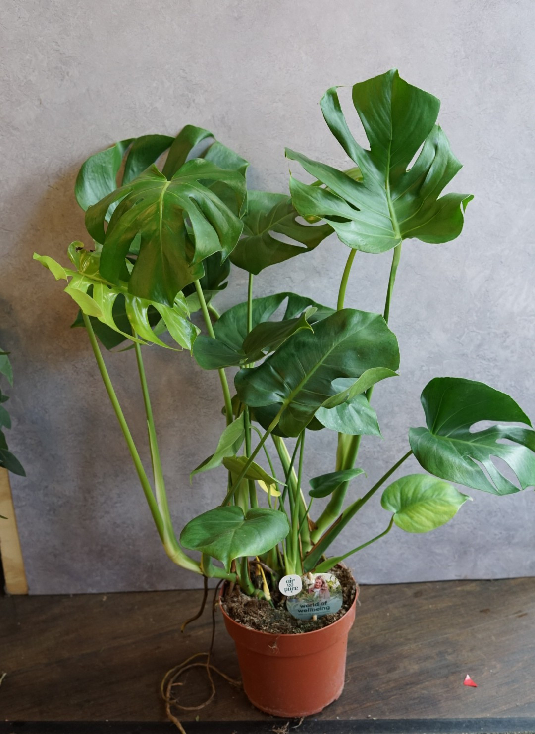 Monstera Deliciosa 90cm