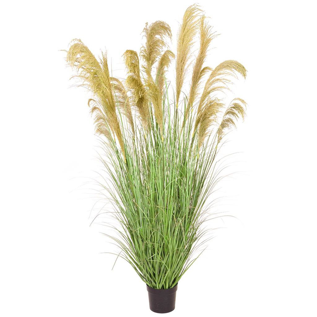 182cm Reed Grass