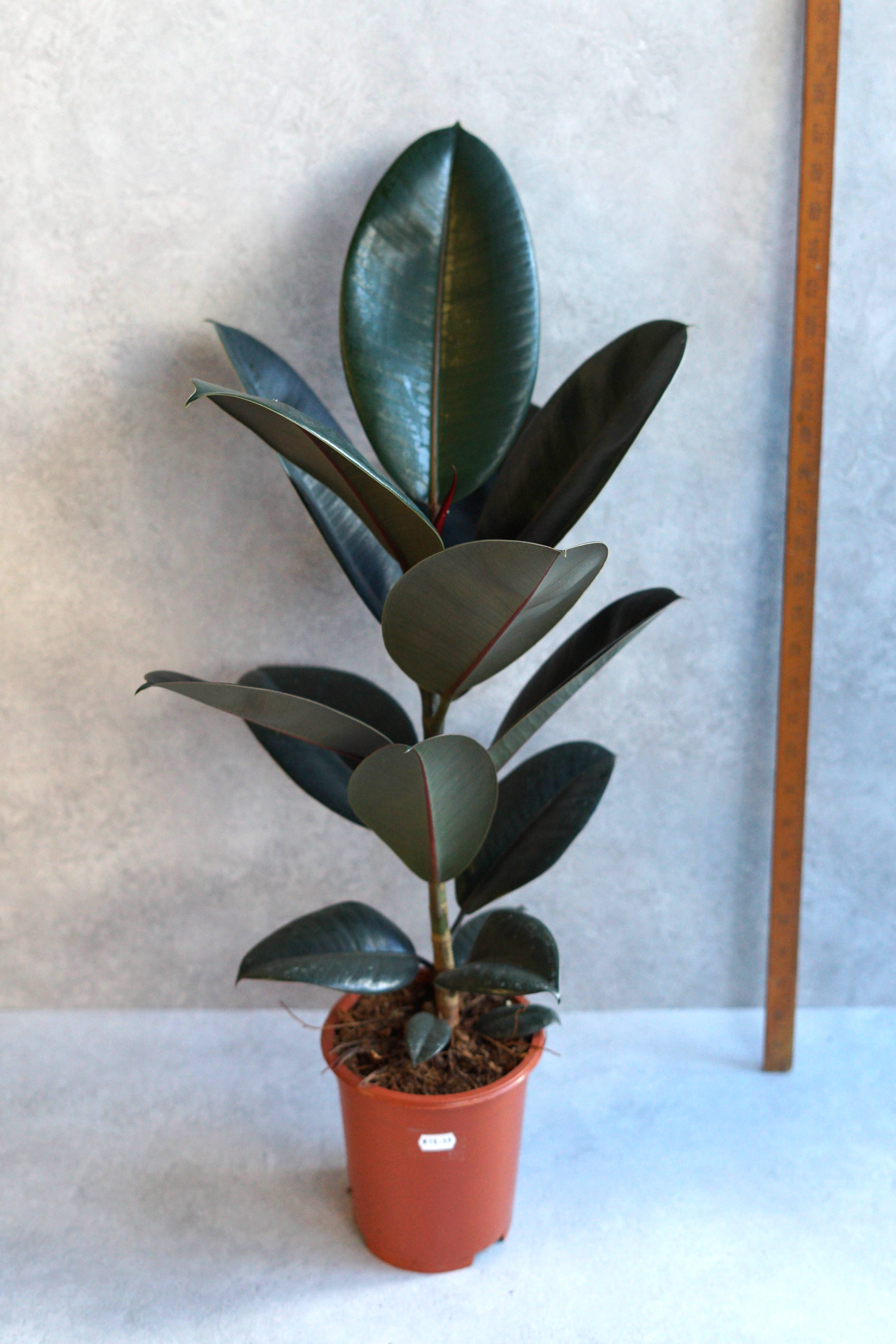 Ficus Robusta 100cm