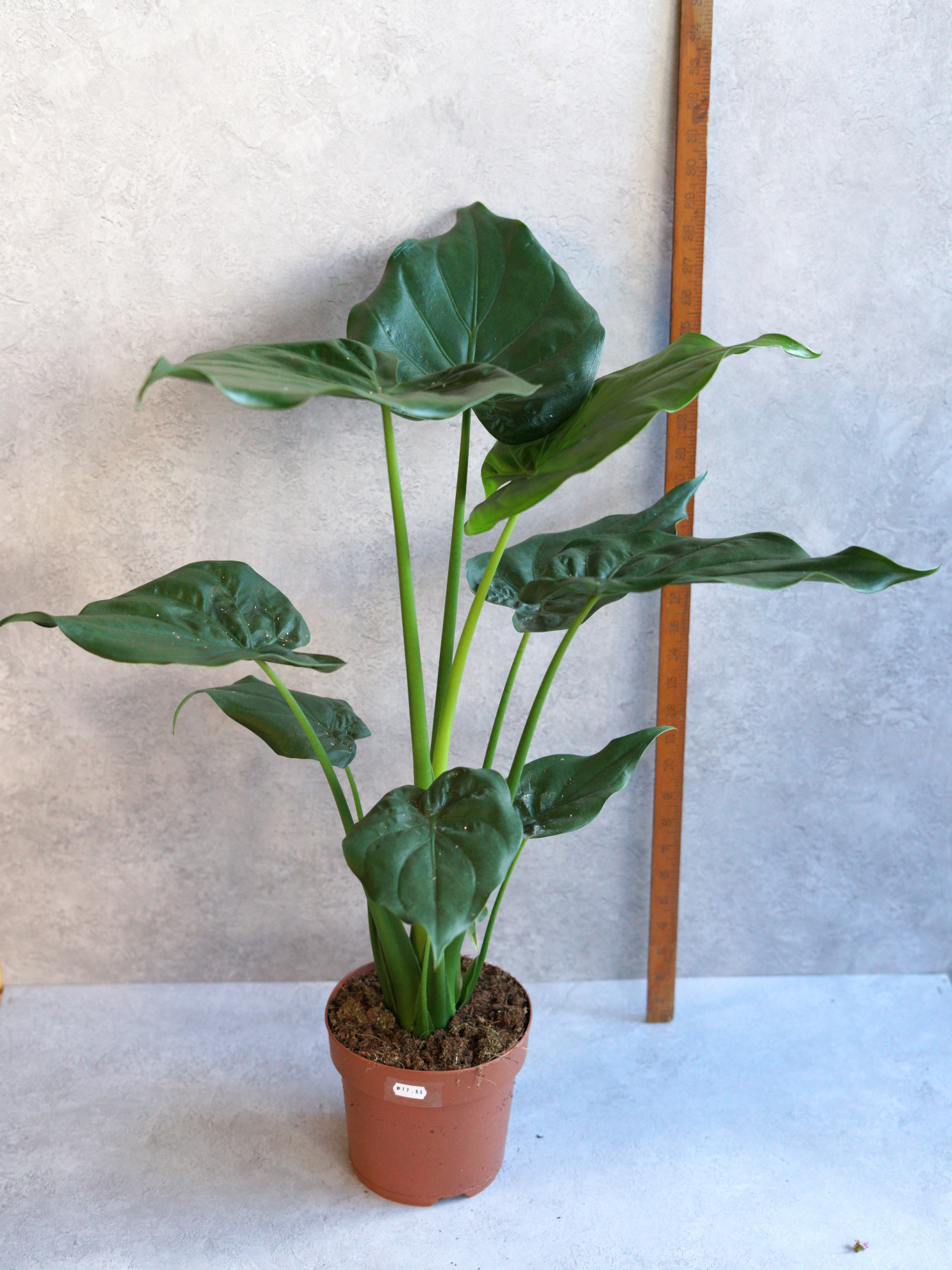 Alocasia Portodora 70cm