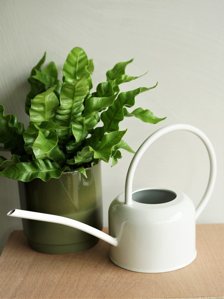 1.1L Indoor Watering Can